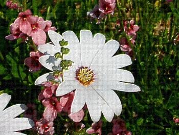 Bonjour tout le monde